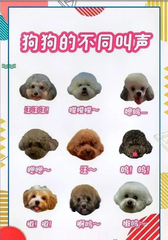 狗狗不会叫唤怎么回事_狗不会叫难道不是一种很大的缺陷吗换种说法不改变原意-第3张图片-后鲨宠物