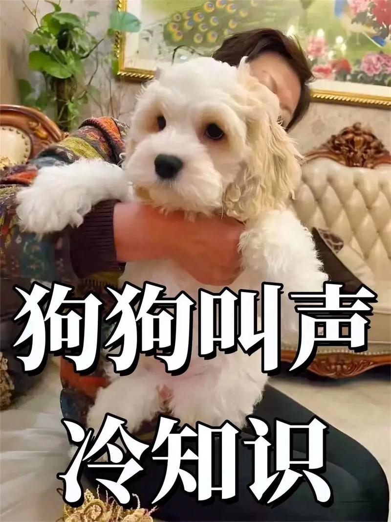 狗狗不会叫唤怎么回事_狗不会叫难道不是一种很大的缺陷吗换种说法不改变原意-第4张图片-后鲨宠物