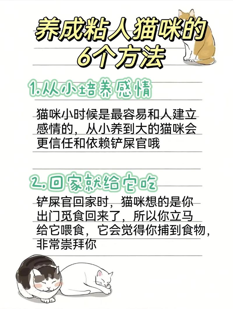 猫咪太粘人了怎么办,猫咪太粘人怎么办,一走开看不到人就叫-第3张图片-后鲨宠物 猫咪太粘人了怎么办,猫咪太粘人怎么办,一走开看不到人就叫-第3张图片-后鲨宠物