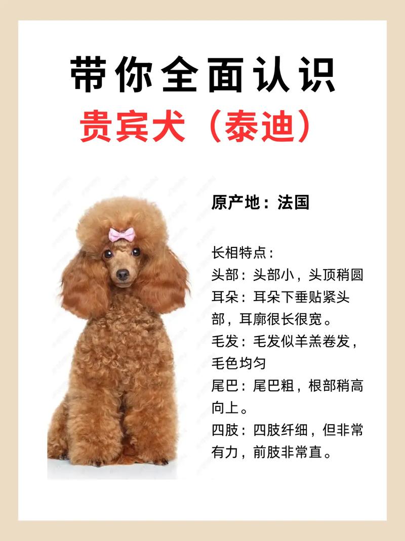 怎么看狗狗是否纯种,怎么看狗狗是否纯种的狗?-第2张图片-后鲨宠物 怎么看狗狗是否纯种,怎么看狗狗是否纯种的狗?-第2张图片-后鲨宠物