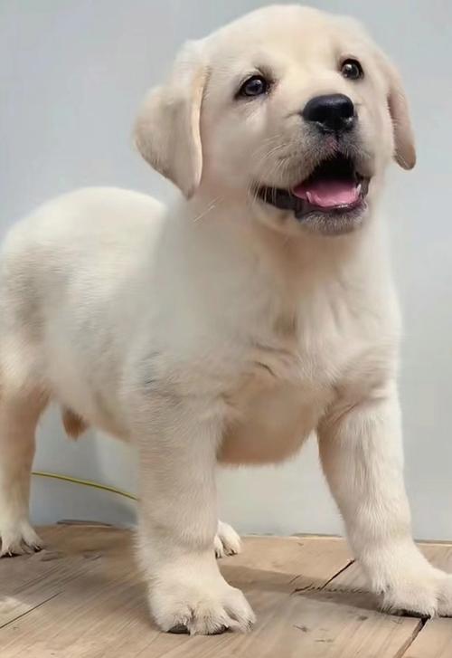 怎么看狗狗是否纯种,怎么看狗狗是否纯种的狗?-第3张图片-后鲨宠物 怎么看狗狗是否纯种,怎么看狗狗是否纯种的狗?-第3张图片-后鲨宠物