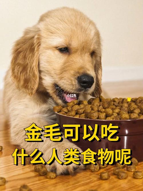 狗狗能吃鸡皮吗_狗狗能吃鸡皮吗会死吗-第6张图片-后鲨宠物 狗狗能吃鸡皮吗_狗狗能吃鸡皮吗会死吗-第6张图片-后鲨宠物