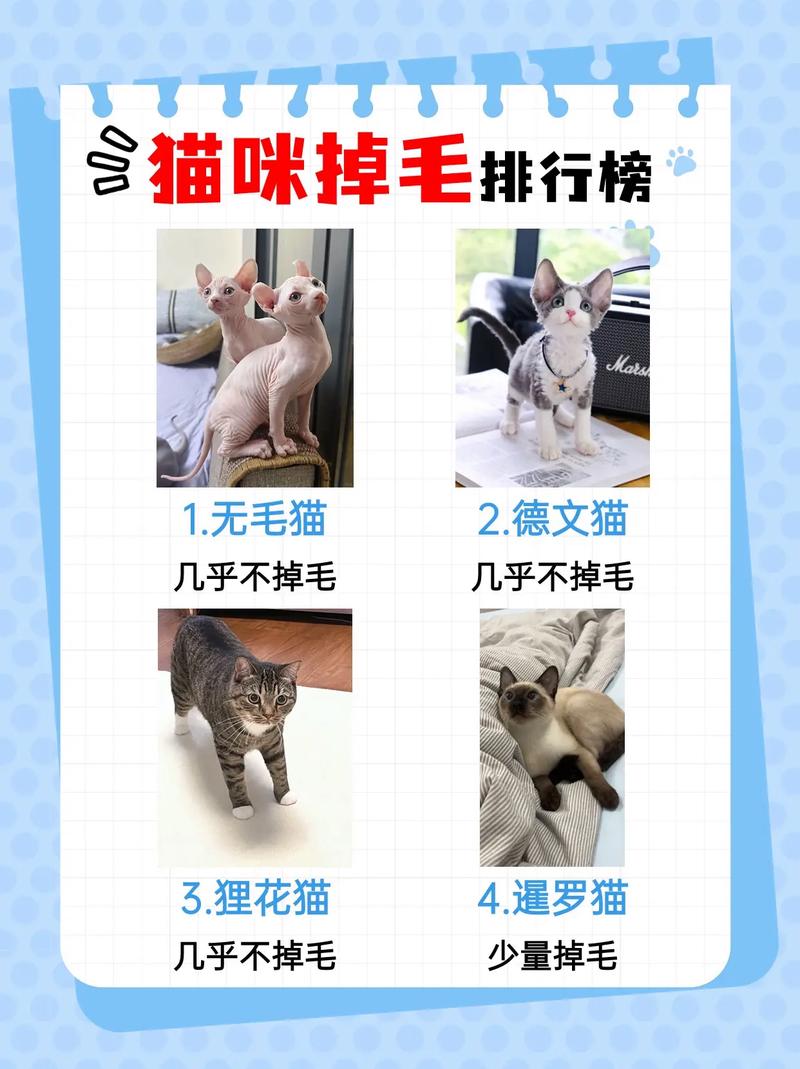 猫咪掉毛严重怎么处理,猫咪掉毛怎么办怎么处理?-第5张图片-后鲨宠物 猫咪掉毛严重怎么处理,猫咪掉毛怎么办怎么处理?-第5张图片-后鲨宠物