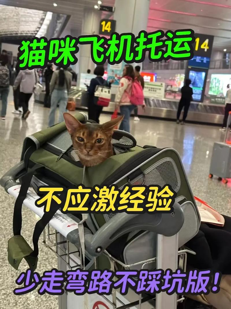 猫咪能带上飞机吗,猫能带上飞机吗 费用-第3张图片-后鲨宠物 猫咪能带上飞机吗,猫能带上飞机吗 费用-第3张图片-后鲨宠物