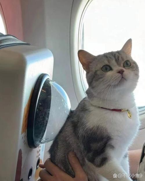 猫咪能带上飞机吗,猫能带上飞机吗 费用-第5张图片-后鲨宠物 猫咪能带上飞机吗,猫能带上飞机吗 费用-第5张图片-后鲨宠物
