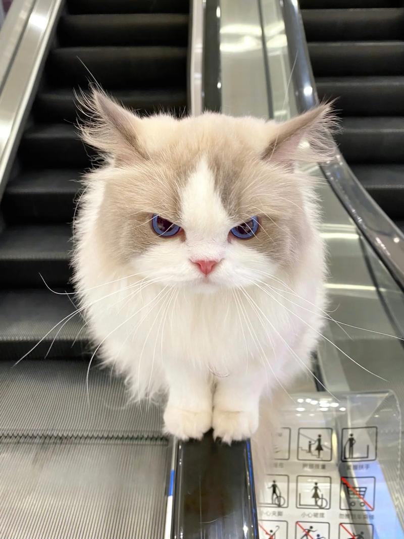 猫咪能带上飞机吗,猫能带上飞机吗 费用-第4张图片-后鲨宠物 猫咪能带上飞机吗,猫能带上飞机吗 费用-第4张图片-后鲨宠物