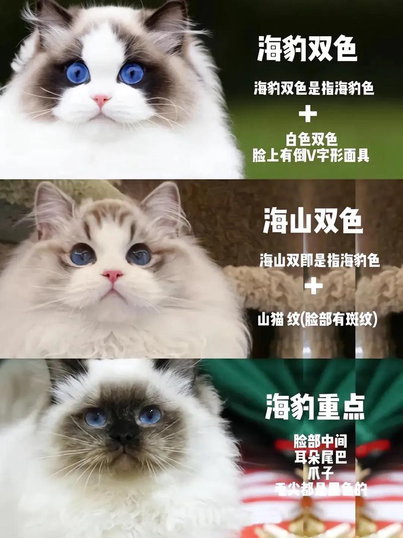 猫咪能带上飞机吗,猫能带上飞机吗 费用-第6张图片-后鲨宠物 猫咪能带上飞机吗,猫能带上飞机吗 费用-第6张图片-后鲨宠物