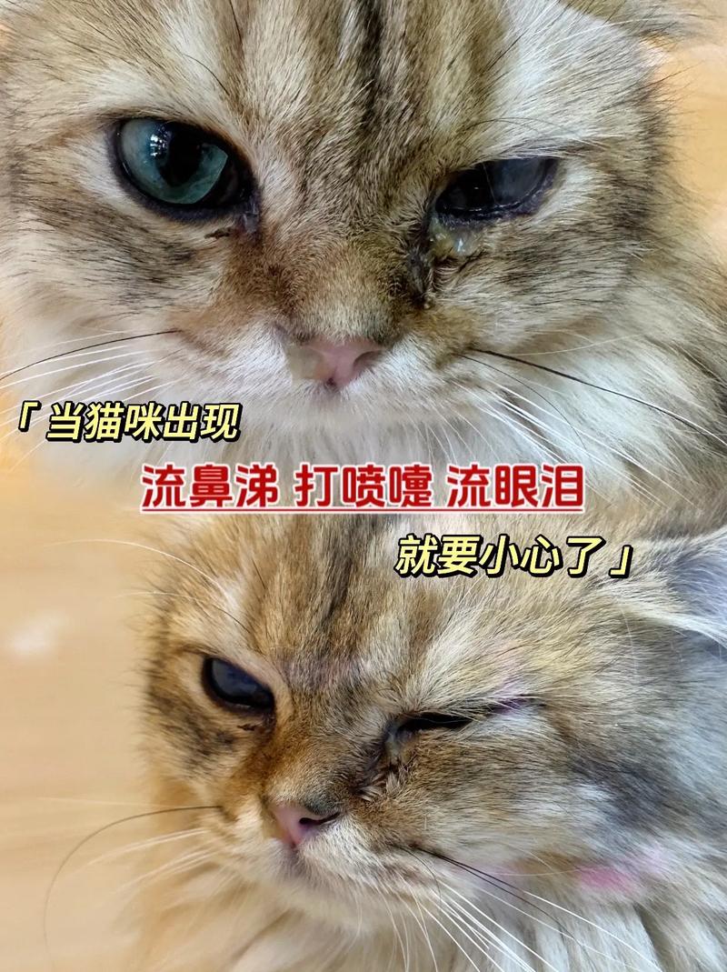 猫咪感冒有什么症状_猫咪感冒有什么症状表现图片大全-第2张图片-后鲨宠物 猫咪感冒有什么症状_猫咪感冒有什么症状表现图片大全-第2张图片-后鲨宠物