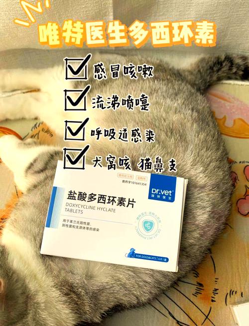 猫咪感冒有什么症状_猫咪感冒有什么症状表现图片大全-第6张图片-后鲨宠物 猫咪感冒有什么症状_猫咪感冒有什么症状表现图片大全-第6张图片-后鲨宠物