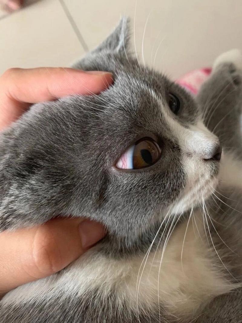 猫猫眼睛发红,猫猫眼睛发红眼屎多流泪怎么治疗-第5张图片-后鲨宠物 猫猫眼睛发红,猫猫眼睛发红眼屎多流泪怎么治疗-第5张图片-后鲨宠物