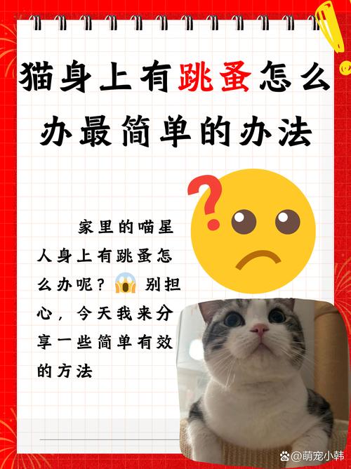 猫咪有跳蚤怎么办,猫狗身上的跳蚤跳到人身上怎么办?-第1张图片-后鲨宠物 猫咪有跳蚤怎么办,猫狗身上的跳蚤跳到人身上怎么办?-第1张图片-后鲨宠物