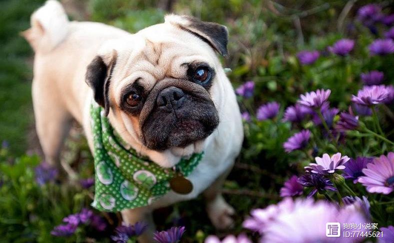 比较安静的狗狗品种,有没有比较安静的狗狗-第5张图片-后鲨宠物 比较安静的狗狗品种,有没有比较安静的狗狗-第5张图片-后鲨宠物