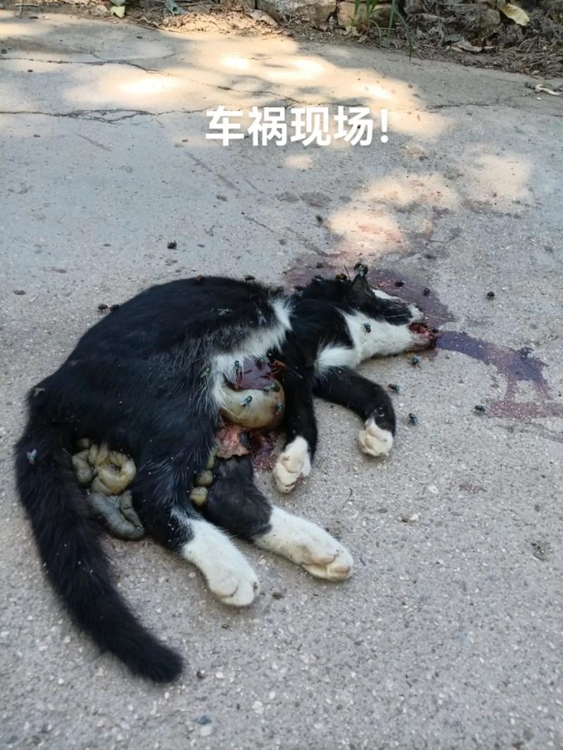 猫咪会不会撑死,猫咪会不会撑死你-第4张图片-后鲨宠物 猫咪会不会撑死,猫咪会不会撑死你-第4张图片-后鲨宠物