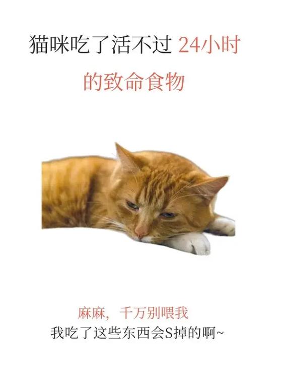 猫咪会不会撑死,猫咪会不会撑死你-第6张图片-后鲨宠物 猫咪会不会撑死,猫咪会不会撑死你-第6张图片-后鲨宠物