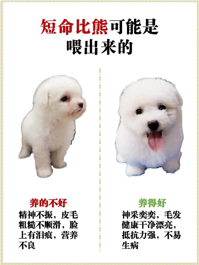 狗狗可以吃燕窝吗,狗狗可以吃燕窝鱼胶吗?-第5张图片-后鲨宠物 狗狗可以吃燕窝吗,狗狗可以吃燕窝鱼胶吗?-第5张图片-后鲨宠物