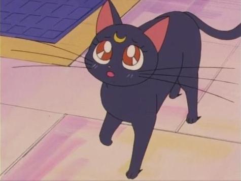 美少女战士猫咪叫什么,美少女战士小猫咪叫什么?-第1张图片-后鲨宠物 美少女战士猫咪叫什么,美少女战士小猫咪叫什么?-第1张图片-后鲨宠物