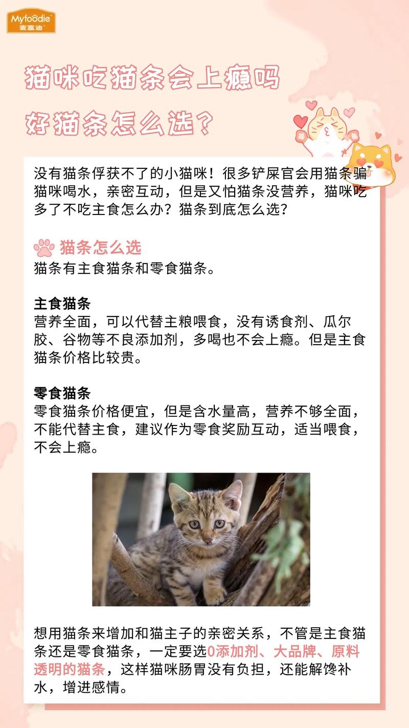 猫咪不爱洗澡怎么办,猫咪不愿洗澡?-第3张图片-后鲨宠物 猫咪不爱洗澡怎么办,猫咪不愿洗澡?-第3张图片-后鲨宠物