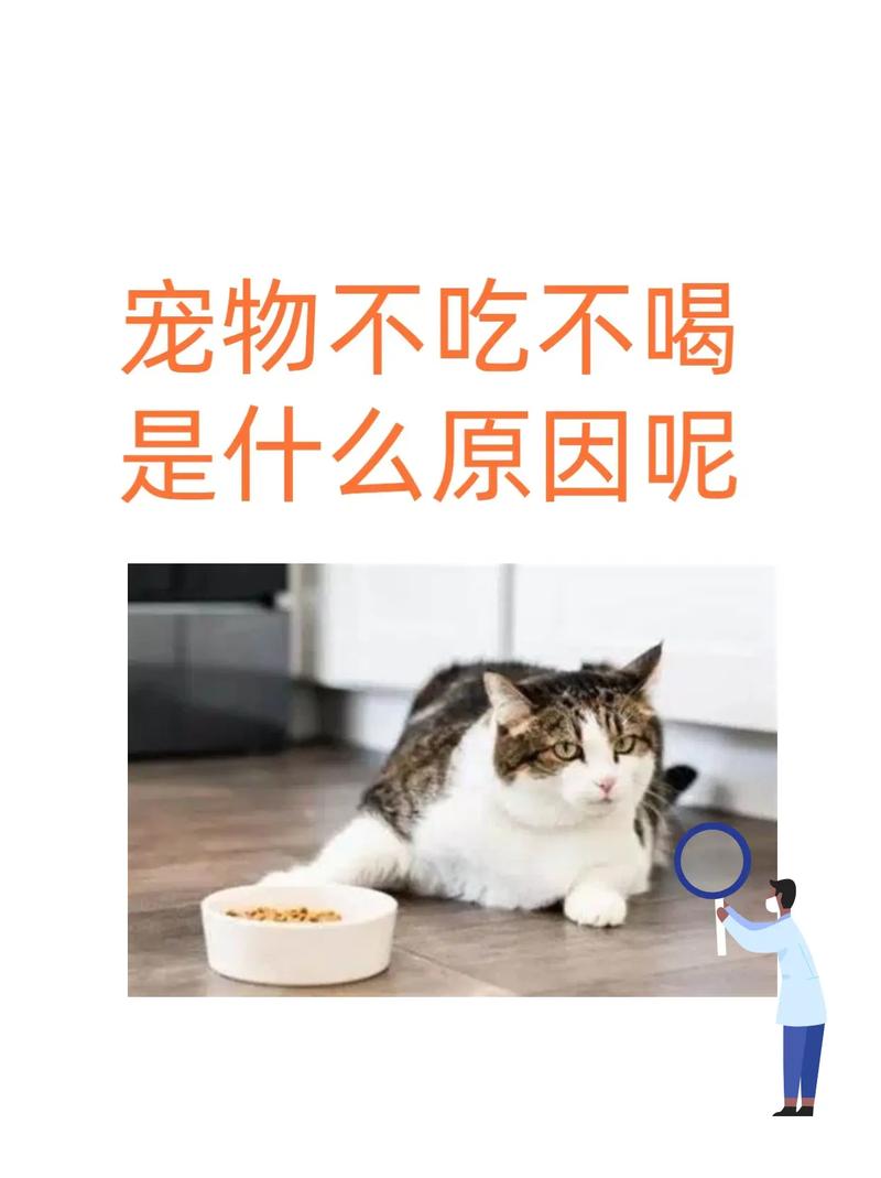 猫咪可以吃豆腐吗,猫咪能吃豆腐干嘛?-第1张图片-后鲨宠物 猫咪可以吃豆腐吗,猫咪能吃豆腐干嘛?-第1张图片-后鲨宠物