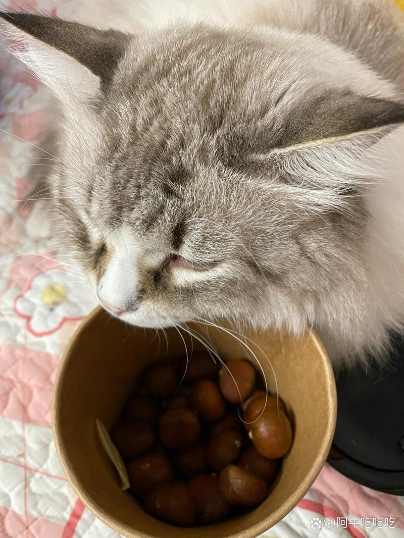  猫咪能吃板栗吗，猫咪能吃板栗吗有毒吗-第2张图片-后鲨宠物