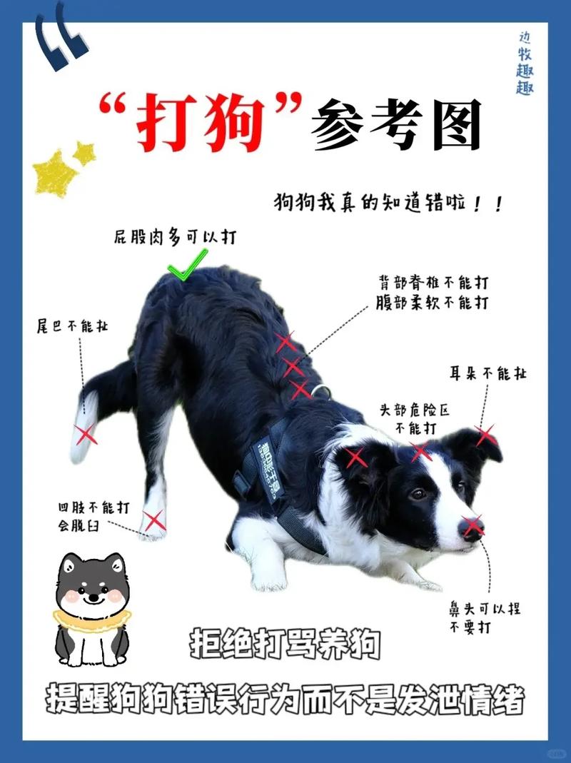 怎么教狗狗听话,怎样教狗狗听话?-第5张图片-后鲨宠物 怎么教狗狗听话,怎样教狗狗听话?-第5张图片-后鲨宠物