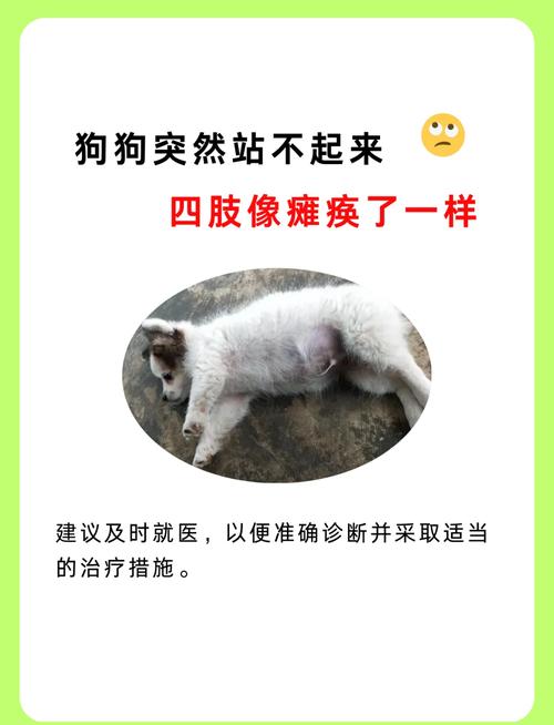 狗狗不怎么吃东西怎么办,狗不咋吃东西?-第4张图片-后鲨宠物 狗狗不怎么吃东西怎么办,狗不咋吃东西?-第4张图片-后鲨宠物