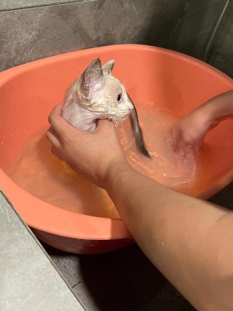 猫咪药浴怎么洗,猫咪药浴洗2个月?-第5张图片-后鲨宠物 猫咪药浴怎么洗,猫咪药浴洗2个月?-第5张图片-后鲨宠物