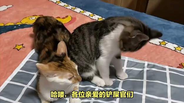 猫咪发情怎么解决,猫发了情不管可以吗-第2张图片-后鲨宠物 猫咪发情怎么解决,猫发了情不管可以吗-第2张图片-后鲨宠物