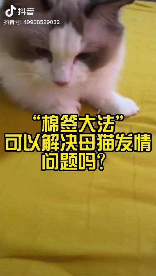 猫咪发情怎么解决,猫发了情不管可以吗-第4张图片-后鲨宠物 猫咪发情怎么解决,猫发了情不管可以吗-第4张图片-后鲨宠物