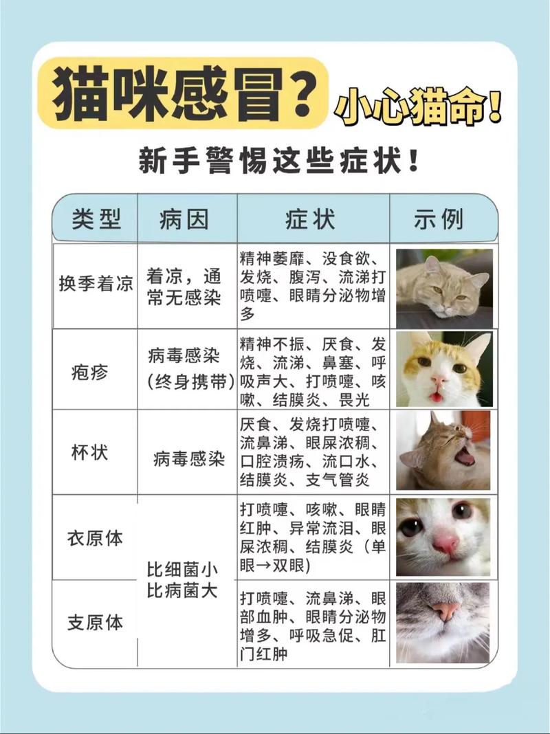 猫咪普通感冒吃什么药,猫咪感冒吃什么药??-第2张图片-后鲨宠物 猫咪普通感冒吃什么药,猫咪感冒吃什么药??-第2张图片-后鲨宠物