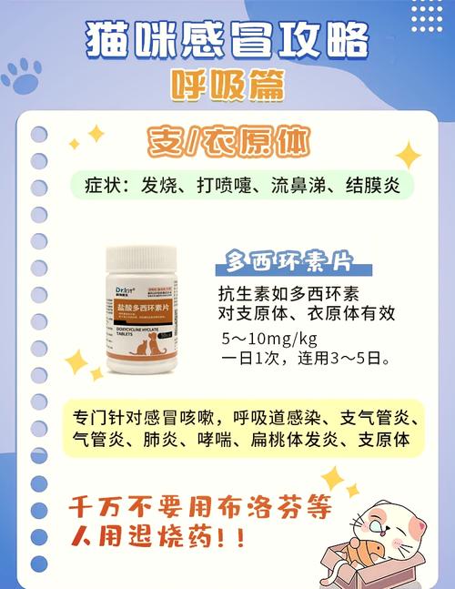 猫咪普通感冒吃什么药,猫咪感冒吃什么药??-第6张图片-后鲨宠物 猫咪普通感冒吃什么药,猫咪感冒吃什么药??-第6张图片-后鲨宠物