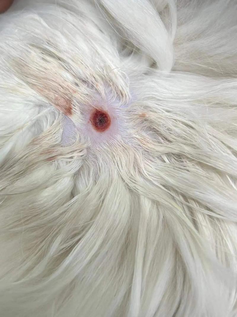 猫咪伤口化脓怎么办,猫咪伤口化脓越来越大?-第3张图片-后鲨宠物 猫咪伤口化脓怎么办,猫咪伤口化脓越来越大?-第3张图片-后鲨宠物