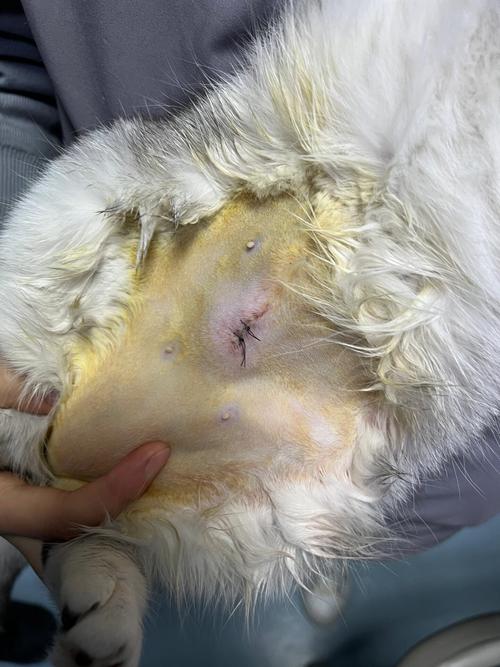 猫咪伤口化脓怎么办,猫咪伤口化脓越来越大?-第4张图片-后鲨宠物 猫咪伤口化脓怎么办,猫咪伤口化脓越来越大?-第4张图片-后鲨宠物