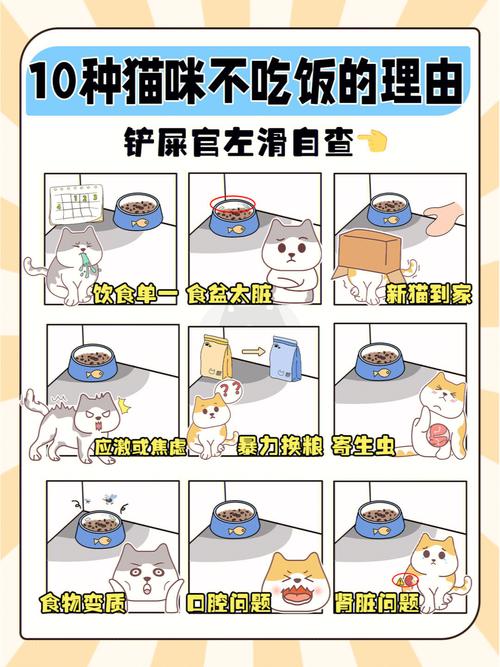  猫咪几天不吃饭，猫咪几天不吃饭没事-第5张图片-后鲨宠物