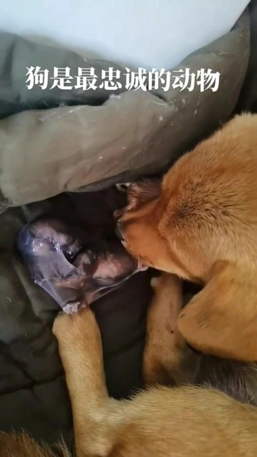 怎么判断狗狗生产完了_怎么断定狗狗生产完了-第1张图片-后鲨宠物 怎么判断狗狗生产完了_怎么断定狗狗生产完了-第1张图片-后鲨宠物