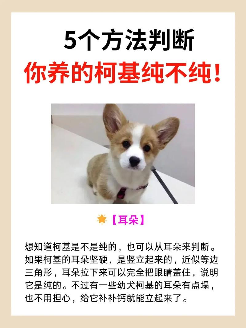 怎么判断狗狗生产完了_怎么断定狗狗生产完了-第3张图片-后鲨宠物 怎么判断狗狗生产完了_怎么断定狗狗生产完了-第3张图片-后鲨宠物