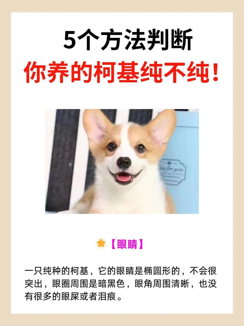 怎么判断狗狗生产完了_怎么断定狗狗生产完了-第4张图片-后鲨宠物 怎么判断狗狗生产完了_怎么断定狗狗生产完了-第4张图片-后鲨宠物