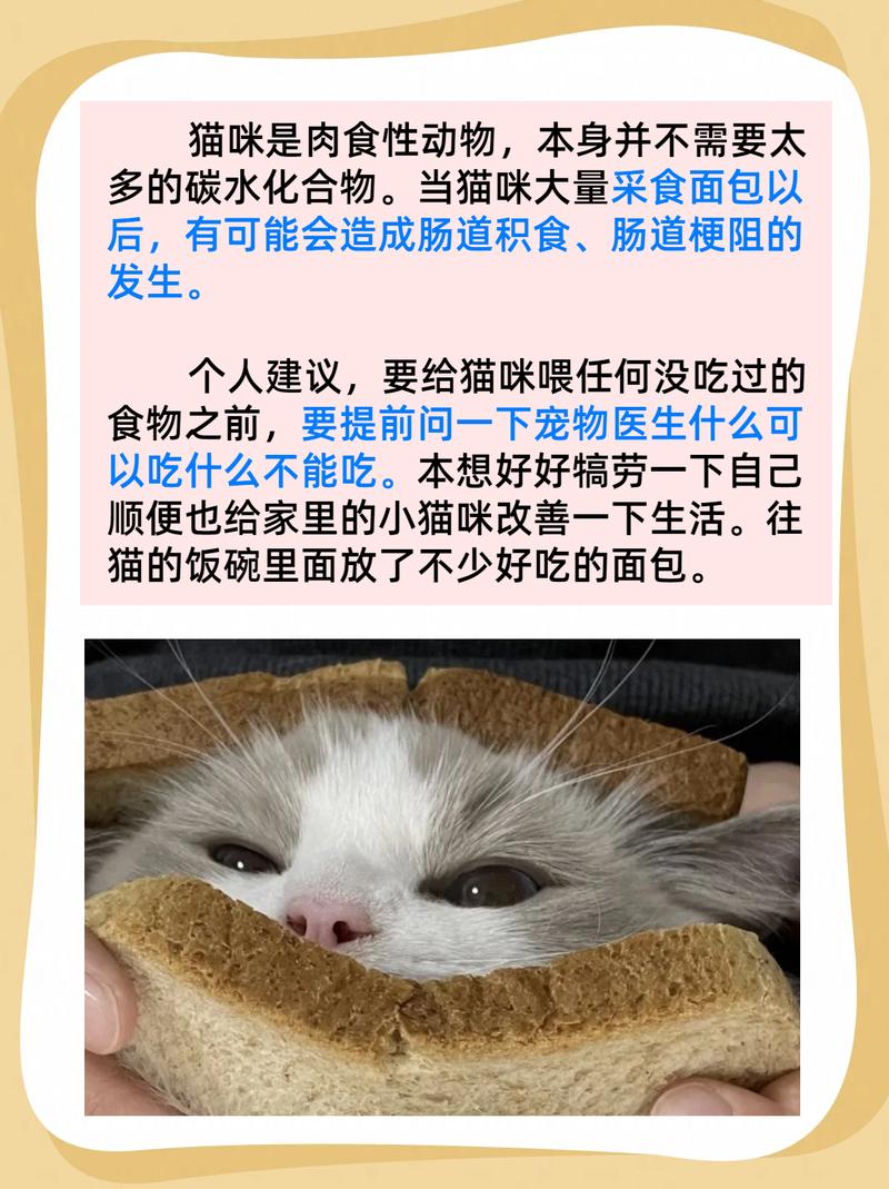 猫咪能吃面包吗_遇见流浪猫可以喂什么-第2张图片-后鲨宠物 猫咪能吃面包吗_遇见流浪猫可以喂什么-第2张图片-后鲨宠物
