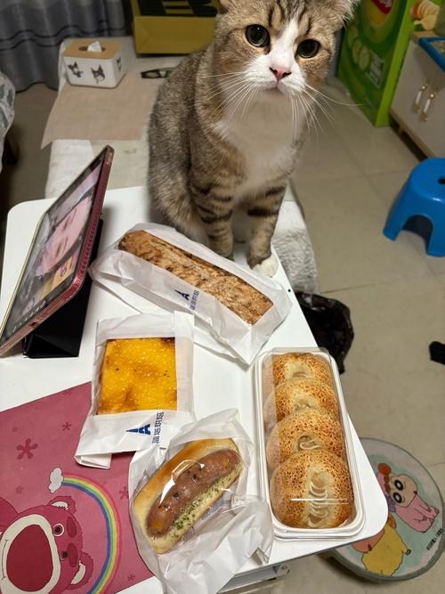 猫咪能吃面包吗_遇见流浪猫可以喂什么-第5张图片-后鲨宠物 猫咪能吃面包吗_遇见流浪猫可以喂什么-第5张图片-后鲨宠物