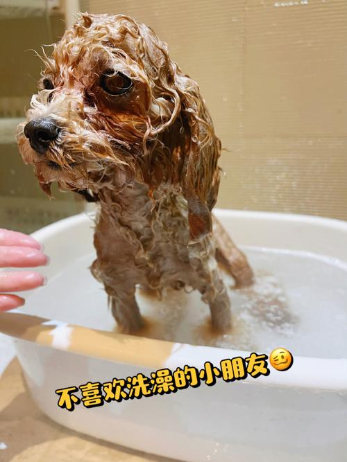 狗狗3天洗一次澡可以吗,狗3天洗一次好不好?-第2张图片-后鲨宠物 狗狗3天洗一次澡可以吗,狗3天洗一次好不好?-第2张图片-后鲨宠物