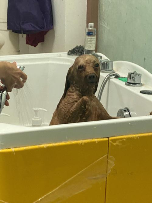 狗狗3天洗一次澡可以吗,狗3天洗一次好不好?-第3张图片-后鲨宠物 狗狗3天洗一次澡可以吗,狗3天洗一次好不好?-第3张图片-后鲨宠物