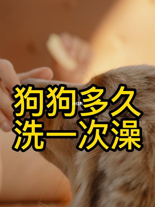 狗狗3天洗一次澡可以吗,狗3天洗一次好不好?-第4张图片-后鲨宠物 狗狗3天洗一次澡可以吗,狗3天洗一次好不好?-第4张图片-后鲨宠物