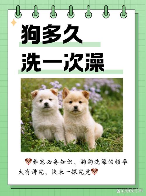 狗狗3天洗一次澡可以吗,狗3天洗一次好不好?-第6张图片-后鲨宠物 狗狗3天洗一次澡可以吗,狗3天洗一次好不好?-第6张图片-后鲨宠物