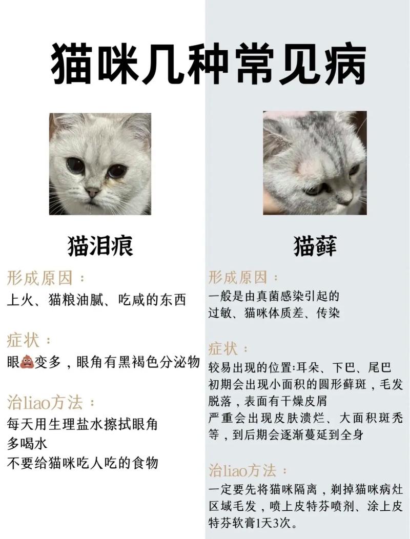 怎么看猫咪有没有生病_如何知道猫咪是否生病-第4张图片-后鲨宠物 怎么看猫咪有没有生病_如何知道猫咪是否生病-第4张图片-后鲨宠物