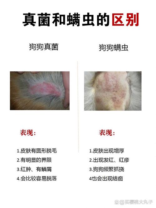 狗狗螨虫会传染给人吗,狗狗的螨虫传染人吗?-第3张图片-后鲨宠物 狗狗螨虫会传染给人吗,狗狗的螨虫传染人吗?-第3张图片-后鲨宠物