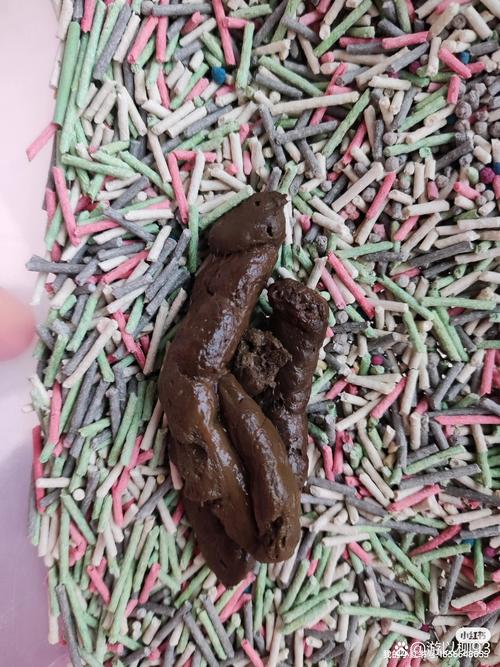 猫咪一直拉软便怎么办_猫咪老是拉软便怎么回事-第1张图片-后鲨宠物 猫咪一直拉软便怎么办_猫咪老是拉软便怎么回事-第1张图片-后鲨宠物