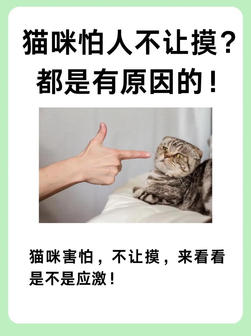 小猫咪怕人怎么办,小猫怕人怎么回事-第1张图片-后鲨宠物 小猫咪怕人怎么办,小猫怕人怎么回事-第1张图片-后鲨宠物