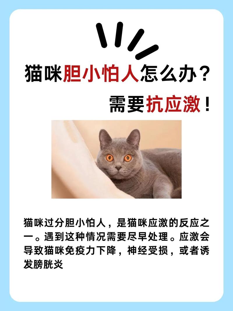 小猫咪怕人怎么办,小猫怕人怎么回事-第2张图片-后鲨宠物 小猫咪怕人怎么办,小猫怕人怎么回事-第2张图片-后鲨宠物