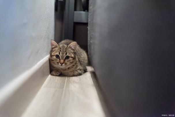 小猫咪怕人怎么办,小猫怕人怎么回事-第5张图片-后鲨宠物 小猫咪怕人怎么办,小猫怕人怎么回事-第5张图片-后鲨宠物