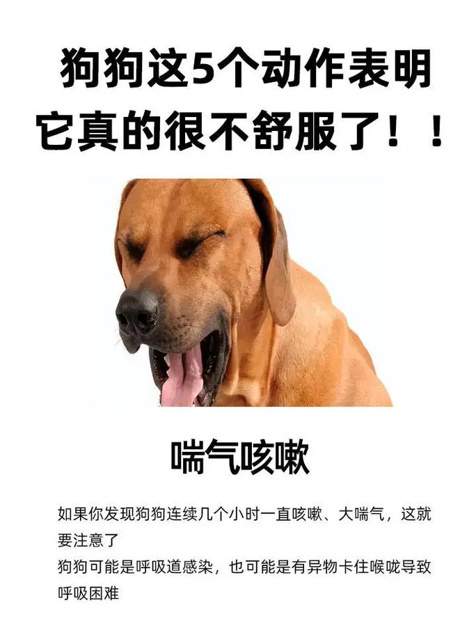 狗狗不舒服的表现,狗狗不舒服是怎么回事?-第3张图片-后鲨宠物 狗狗不舒服的表现,狗狗不舒服是怎么回事?-第3张图片-后鲨宠物