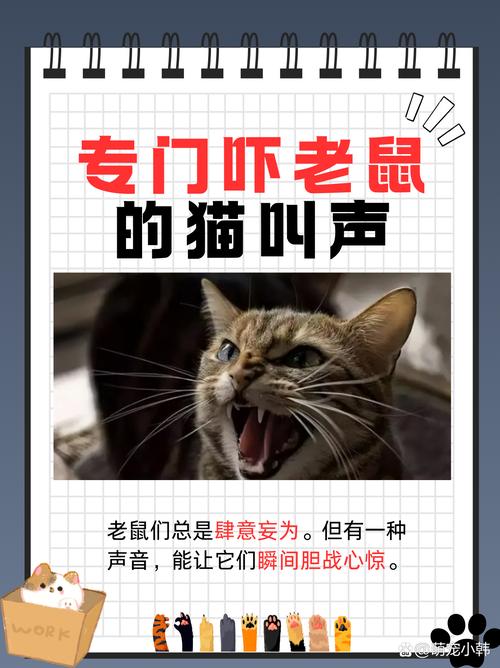 猫咪的叫声吓老鼠_猫咪的叫声吓老鼠试听-第1张图片-后鲨宠物 猫咪的叫声吓老鼠_猫咪的叫声吓老鼠试听-第1张图片-后鲨宠物